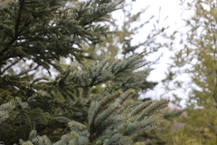 Picea glauca