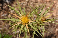 Carlina graeca