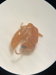 Pseudomyrmex pallidus