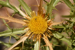 Carlina graeca