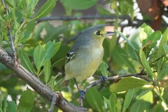 Vireo crassirostris