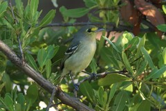 Vireo crassirostris