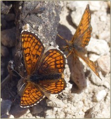 Melitaea varia