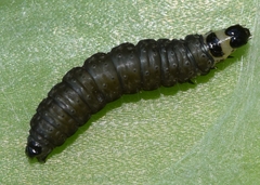 Aphelia peramplana