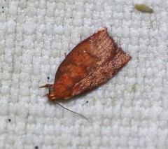 Pycnozancla