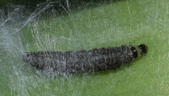 Aphelia peramplana