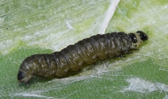 Aphelia peramplana