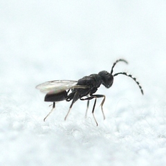 Eurytomidae