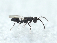 Eurytomidae