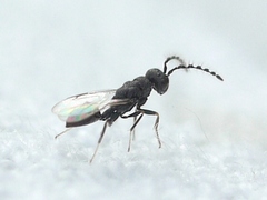Eurytomidae
