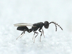 Eurytomidae