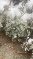 Artemisia pycnocephala