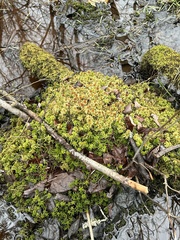 Sphagnum fallax