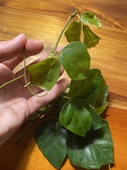 Rhoicissus rhomboidea