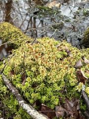 Sphagnum fallax