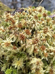 Sphagnum fallax