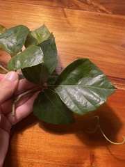 Rhoicissus rhomboidea
