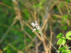 Ceratocapnos heterocarpa