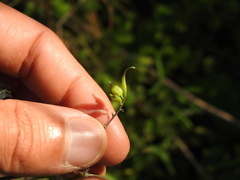 Ceratocapnos heterocarpa