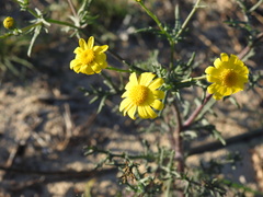 Senecio gallicus
