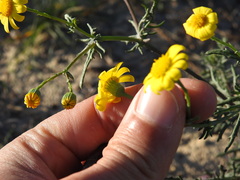Senecio gallicus