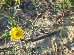 Senecio gallicus