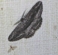 Scioglyptis chionomera