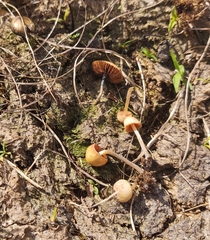 Panaeolus cyanescens