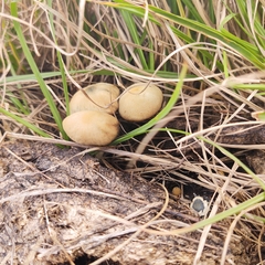 Panaeolus cyanescens