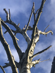 Betulaceae