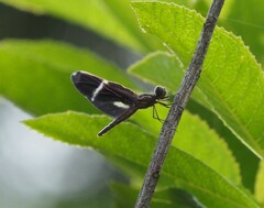 Zenithoptera lanei