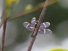 Zenithoptera lanei