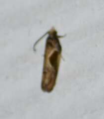 Eumarozia malachitana