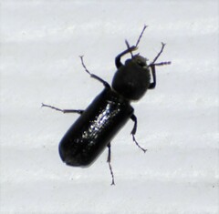 Amphicerus cornutus
