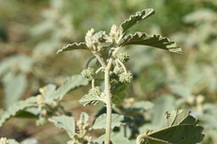 Chrozophora tinctoria