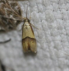 Crocanthes prasinopis