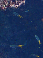 Neopomacentrus sororius