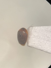 Sericoderus