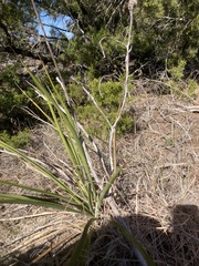 Yucca arkansana