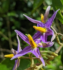 Solanum subinerme