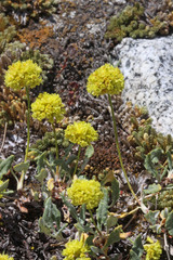 Eriogonum brevicaule nanum