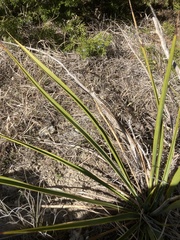 Yucca arkansana