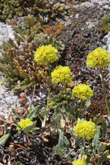 Eriogonum brevicaule nanum
