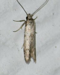Hypatopa punctiferella