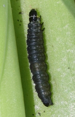 Aphelia peramplana
