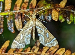 Panotima angularis