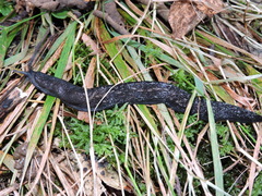Limax cinereoniger