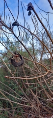 Baizongia pistaciae