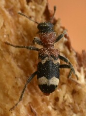 Thanasimus formicarius