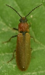 Denticollis linearis